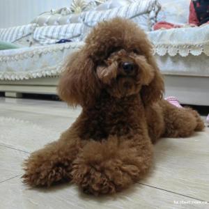 【寻找宠物】我家有只棕色毛的小型泰迪犬在火车站28中附近丢失